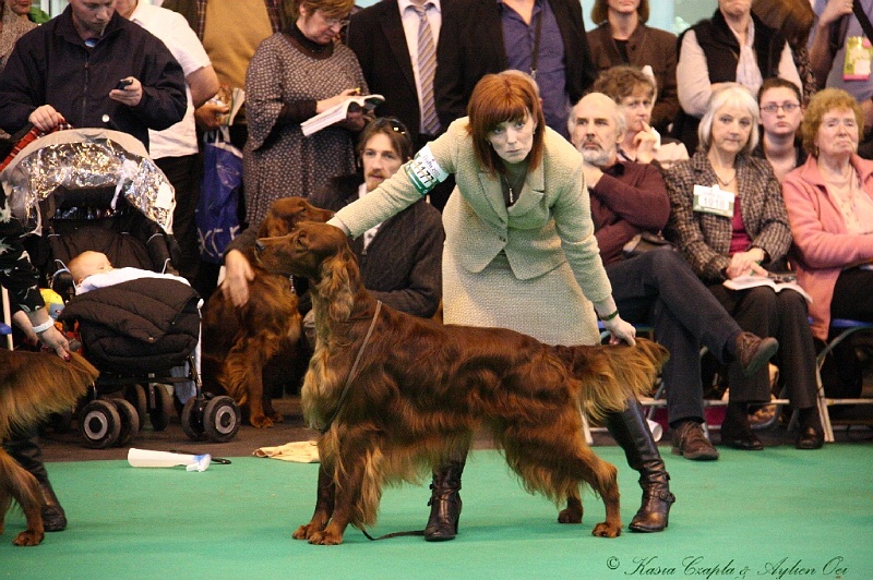 Crufts2011_2 078.jpg